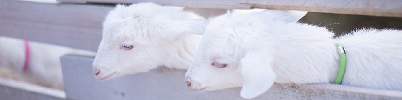 �n�[�u�{�[�e�y�f�h�����N���T�C�g